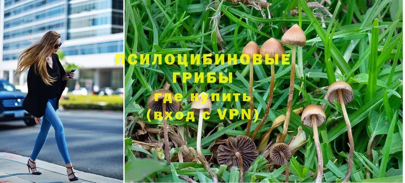 KRAKEN онион  Олонец  Галлюциногенные грибы Psilocybe  как найти  